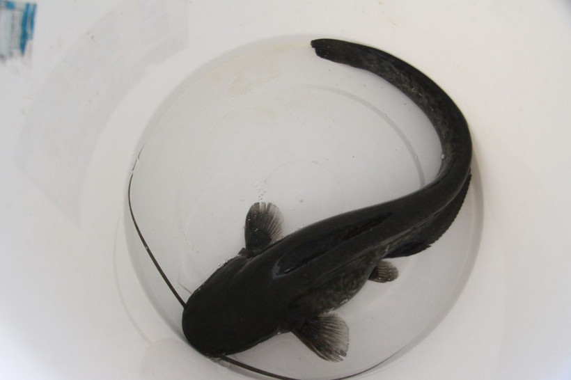 Türkiye’de ilk kez üretildi! Silurus glanis 10 milyonluk gelir getirecek - Resim: 1