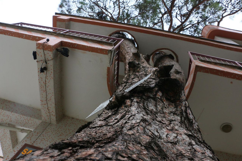 340 yıllık ağaç zarar görmesin diye yapılan binayı görenler şaşkına dönüyor - Resim: 1