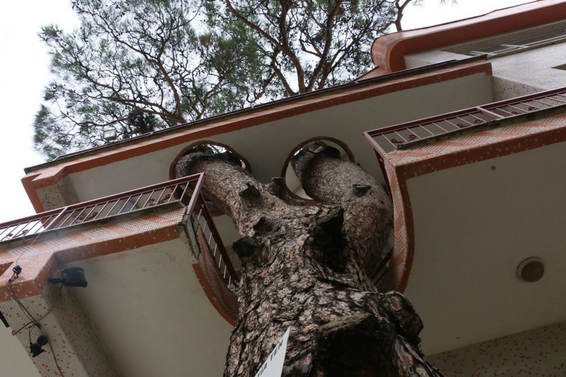 340 yıllık ağaç zarar görmesin diye yapılan binayı görenler şaşkına dönüyor - Resim: 2