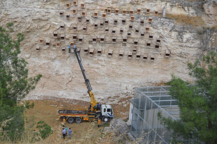 Şanlıurfa'da kelaynakların yuvaları yenilendi - Resim: 3