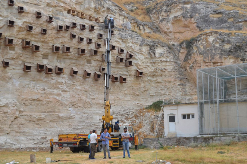 Şanlıurfa'da kelaynakların yuvaları yenilendi - Resim: 2