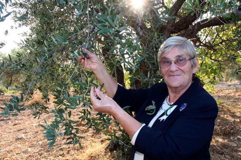 Canan Karatay'dan Zeytinyağı açıklaması "Altından daha değerlidir" - Resim: 4