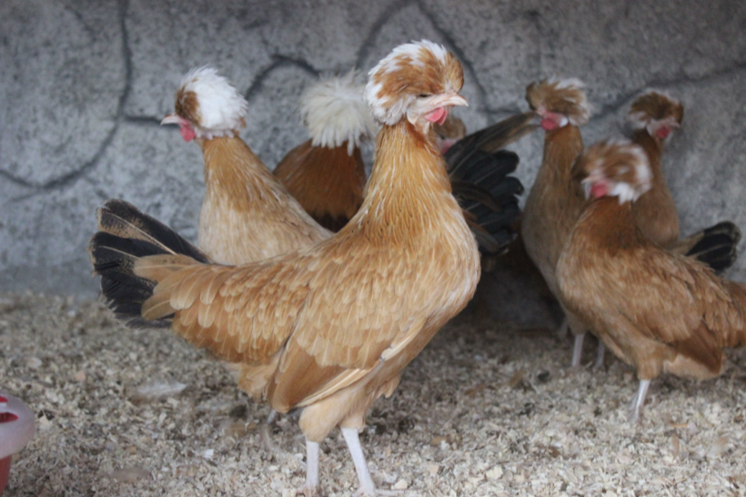 Dünyanın dört bir yanından nadir bulunan tavukları topladı yurt dışına satıyor - Resim: 2