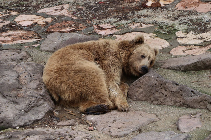 Cumhurbaşkanı Erdoğan'a 2 yıl önce hediye edilen aslanlar bakın ne oldu! - Resim: 4