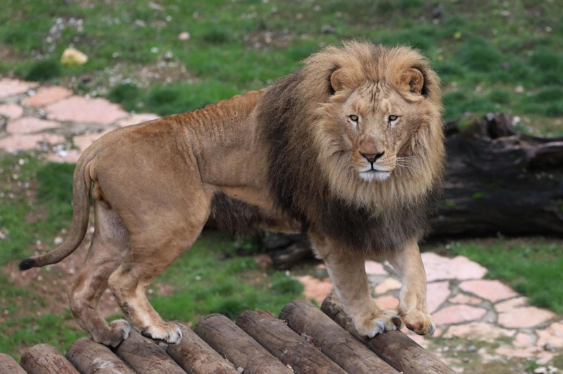 Cumhurbaşkanı Erdoğan'a 2 yıl önce hediye edilen aslanlar bakın ne oldu! - Resim: 1