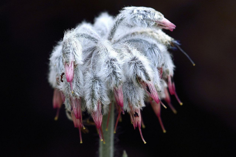 Denizli'de keşfedildi! Bu sıradışı bitkinin dünyada eşi benzeri yok - Resim: 3