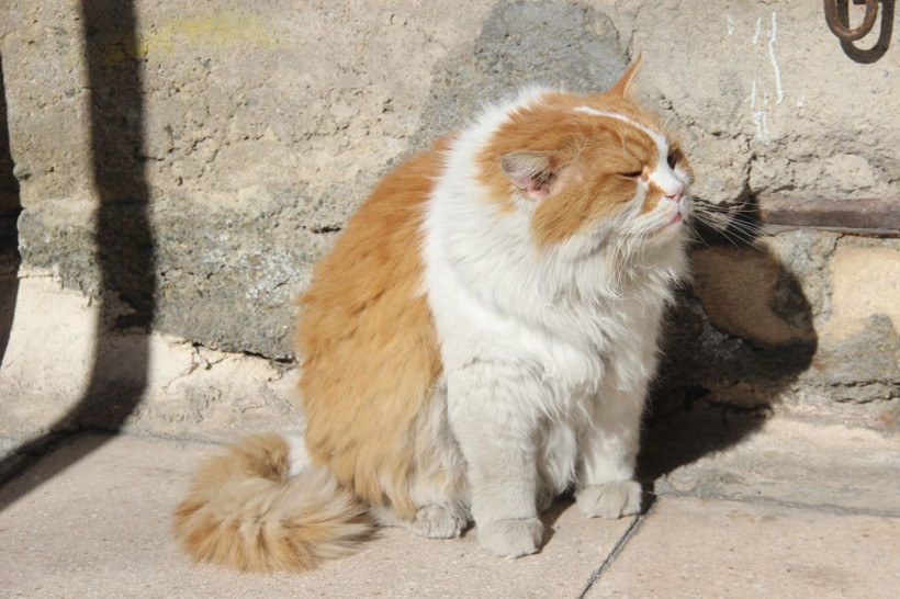 Günde 2 litre süt içip 6 öğün mama yiyen kedi Elazığ'ın maskotu oldu - Resim: 3