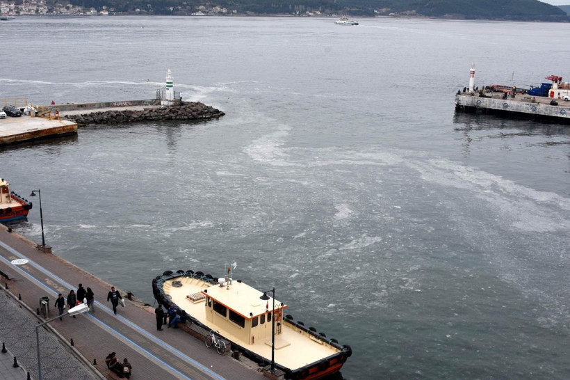 Çanakkale Boğazı'ndaki jelimsi tabakaya inceleme - Resim: 4