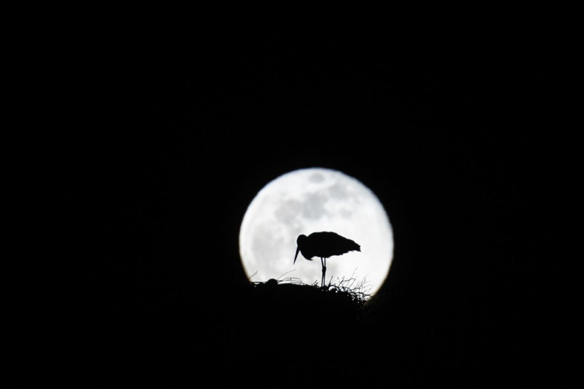 'Süper Ay' kartpostallık görüntüler ortaya çıkardı işte o görüntüler - Resim: 1