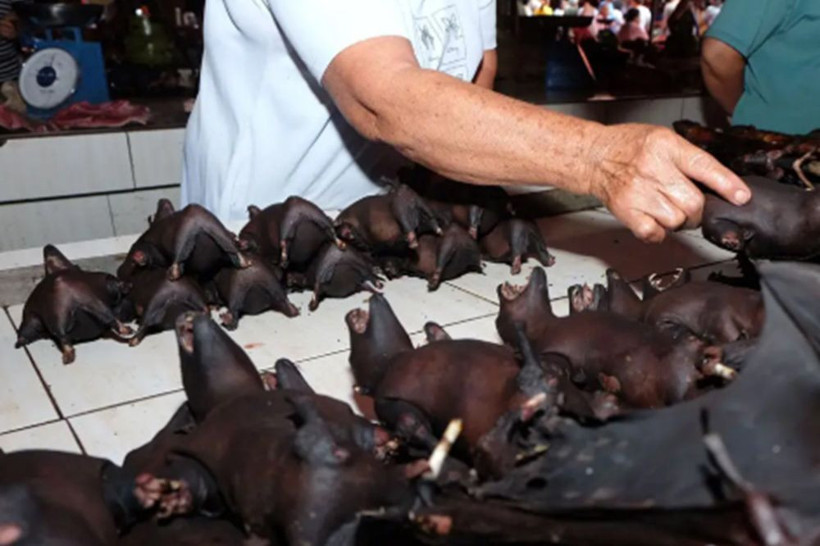 Bu koronavirüs bizim eserimiz! Doğal hayat talan edilince bu oldu - Resim: 2