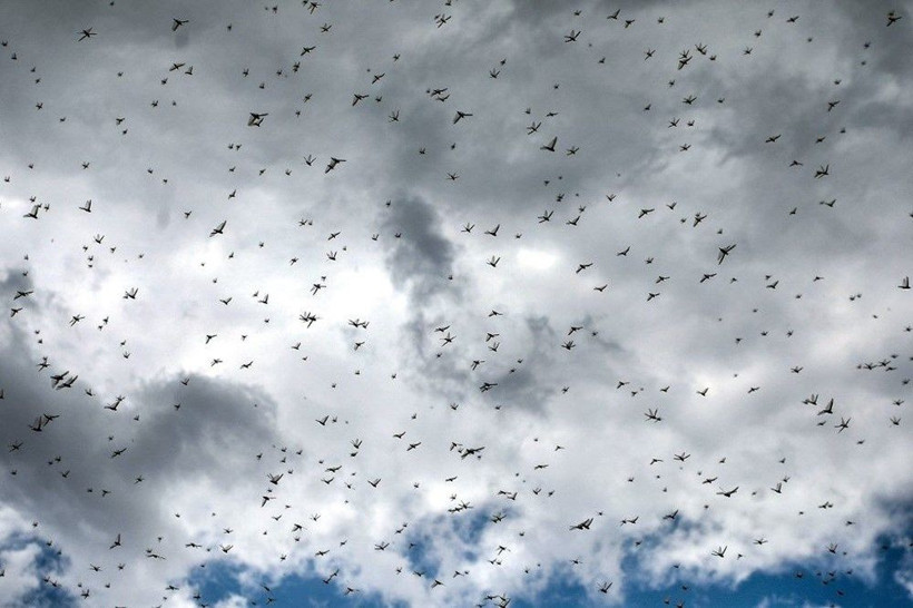 BM'den çekirge istilası uyarısı: 20 kat daha büyük - Resim: 2