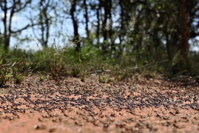BM'den çekirge istilası uyarısı: 20 kat daha büyük - Resim: 3