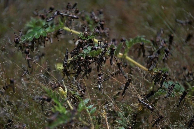 BM'den çekirge istilası uyarısı: 20 kat daha büyük - Resim: 1