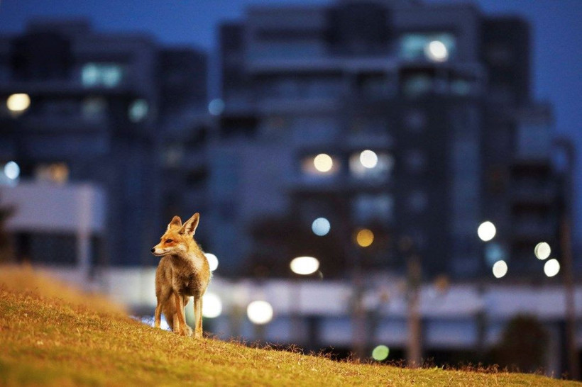 İsrail'de karantinayı fırsat bilen kızıl tilkiler sokaklara yerleşti - Resim: 1
