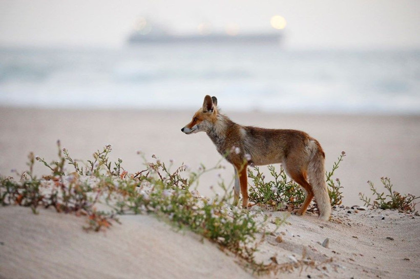 İsrail'de karantinayı fırsat bilen kızıl tilkiler sokaklara yerleşti - Resim: 2