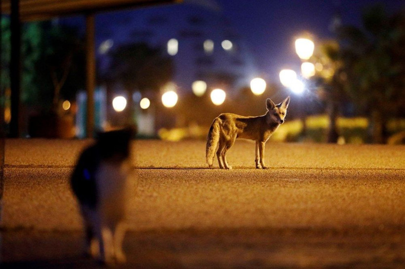 İsrail'de karantinayı fırsat bilen kızıl tilkiler sokaklara yerleşti - Resim: 4