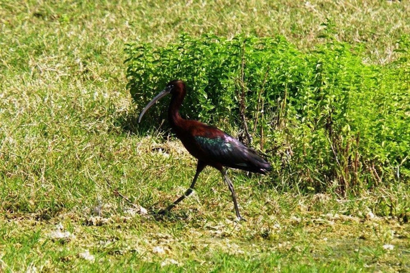 Korona ile doğada tuhaf işler oluyor! Tilki denizde domuzlar kentte - Resim: 4