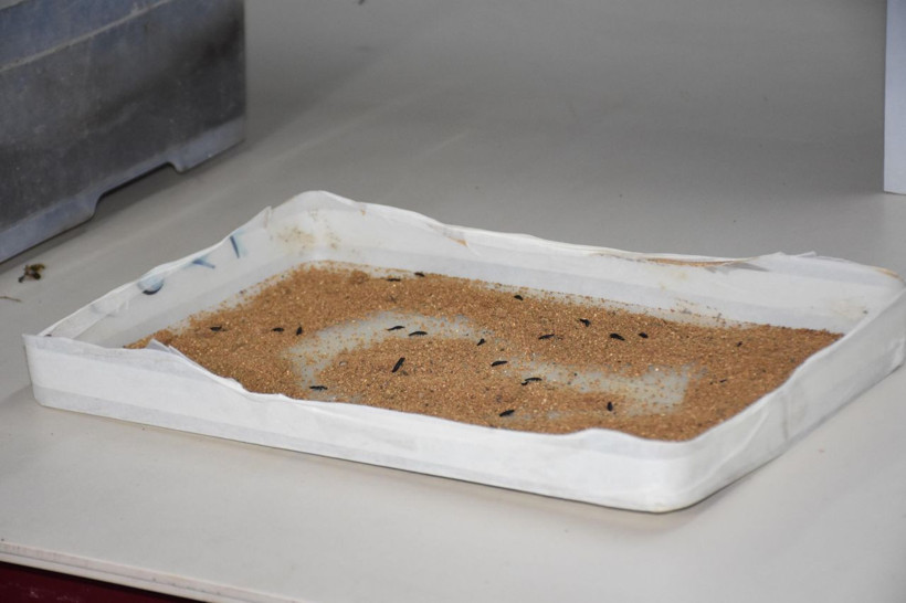 İzmir'de laboratuvarda üretilen 'Terminatör böcek' başka bir türe karşı savaş veriyor - Resim: 3