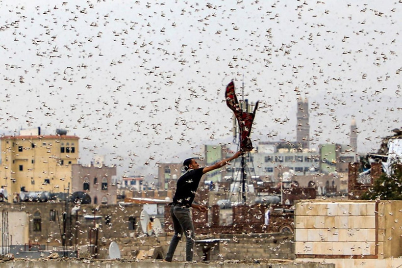 Hindistan'ı çekirgeler istila etti! On binlerce hektar mahsul yok oldu - Resim: 3