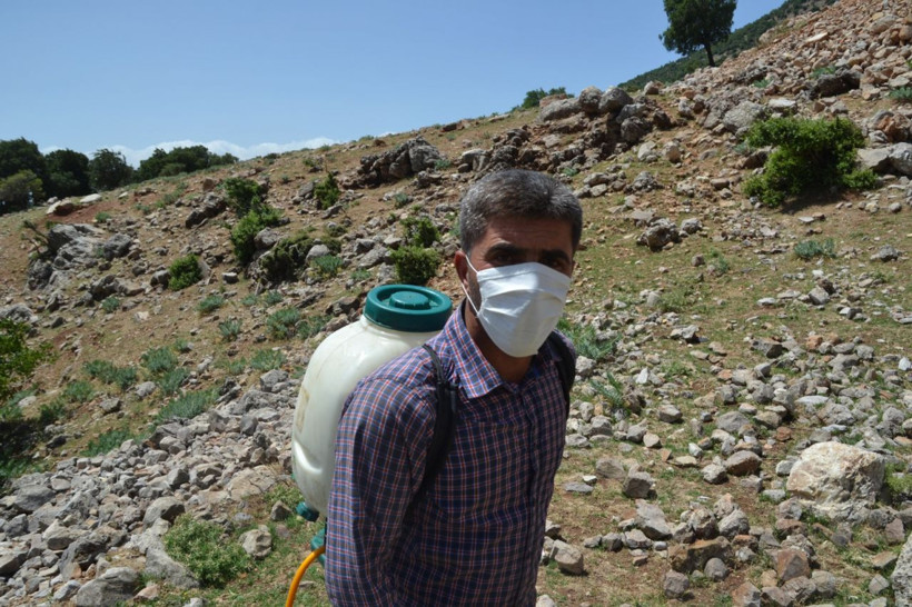 Hatay yaylalarını bastı! Dev çekirgelerin istilası köylüleri korkuttu - Resim: 3