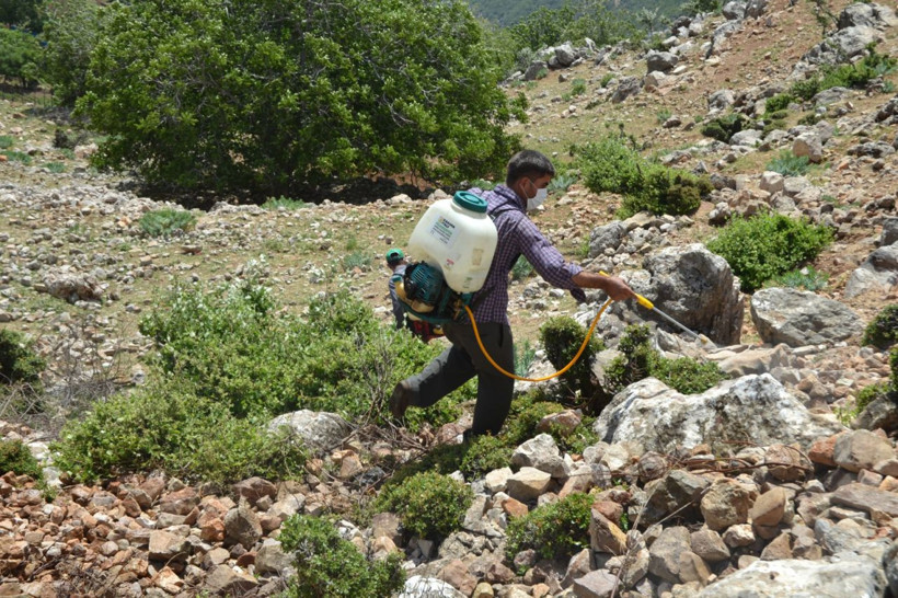 Hatay yaylalarını bastı! Dev çekirgelerin istilası köylüleri korkuttu - Resim: 2