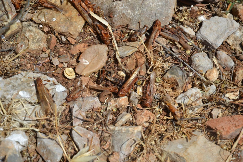 Hatay yaylalarını bastı! Dev çekirgelerin istilası köylüleri korkuttu - Resim: 4