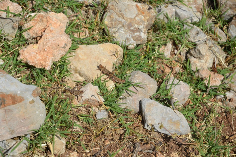 Hatay yaylalarını bastı! Dev çekirgelerin istilası köylüleri korkuttu - Resim: 1
