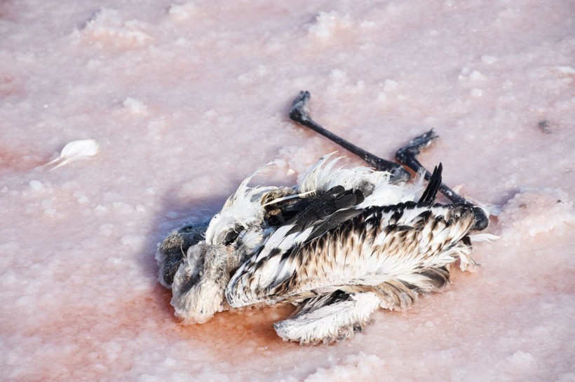 Tuz Gölü’nde flamingoların esrarengiz ölümü! İnceleme başlatıldı - Resim: 4