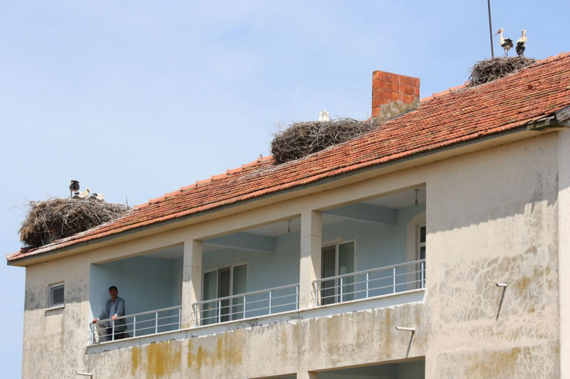 Bu evi gören durup fotoğraf çekiyor Samsun'da leylekler koloni kurdu - Resim: 4