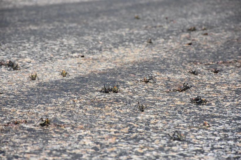 Muş'ta endişe yaratan görüntü! Sürü halinde geldiler - Resim: 4
