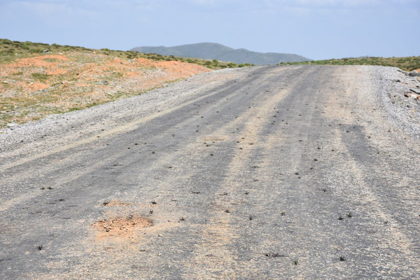 Muş'ta endişe yaratan görüntü! Sürü halinde geldiler - Resim: 2
