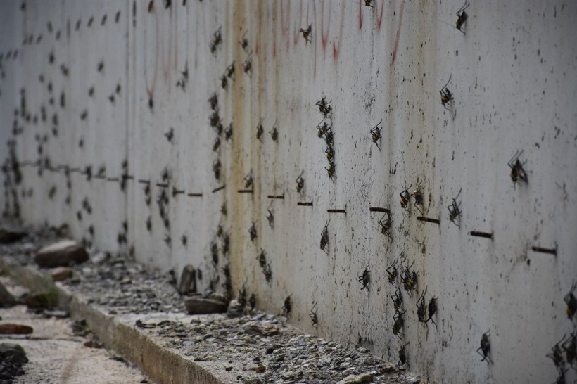 Muş'ta endişe yaratan görüntü! Sürü halinde geldiler - Resim: 1