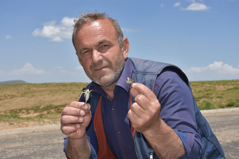 Muş'ta endişe yaratan görüntü! Sürü halinde geldiler - Resim: 3