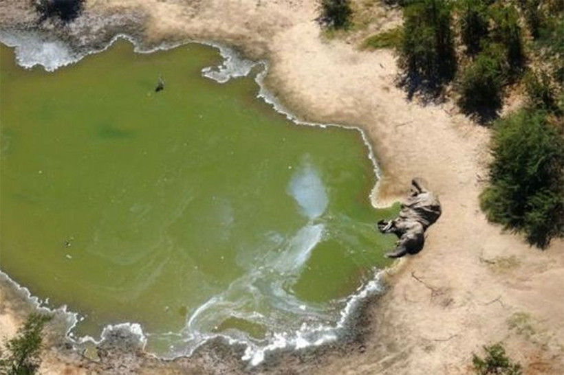 Bostvana’da yüzlerce fil gizemli bir şekilde öldü - Resim: 2