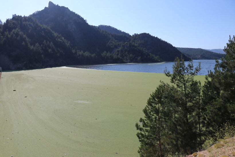 Bolu'da endişeli durum! Balık ölümleri yaşanan göl yeşil renge döndü - Resim: 1