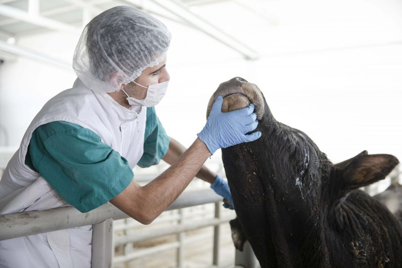 Konya'da pandemi sürecine uygun hijyenik kurban kesimi - Resim: 1