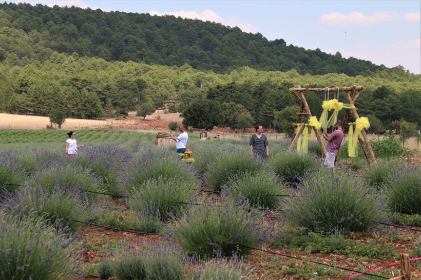 Bin 420 rakıma lavanta tarlası kurdular - Resim: 2