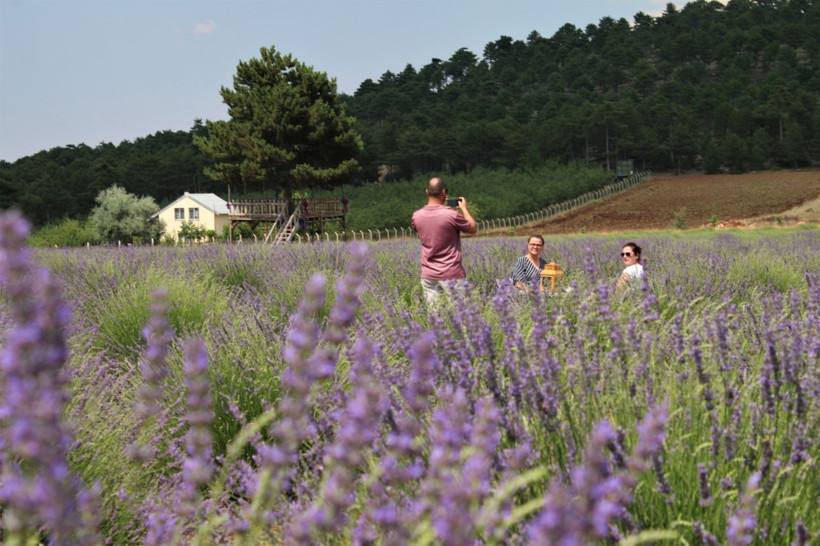 Bin 420 rakıma lavanta tarlası kurdular - Resim: 3