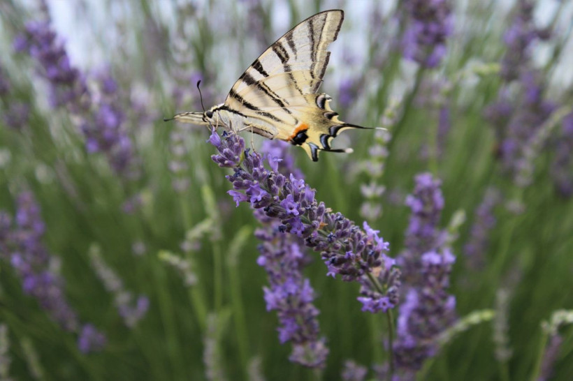 Bin 420 rakıma lavanta tarlası kurdular - Resim: 4