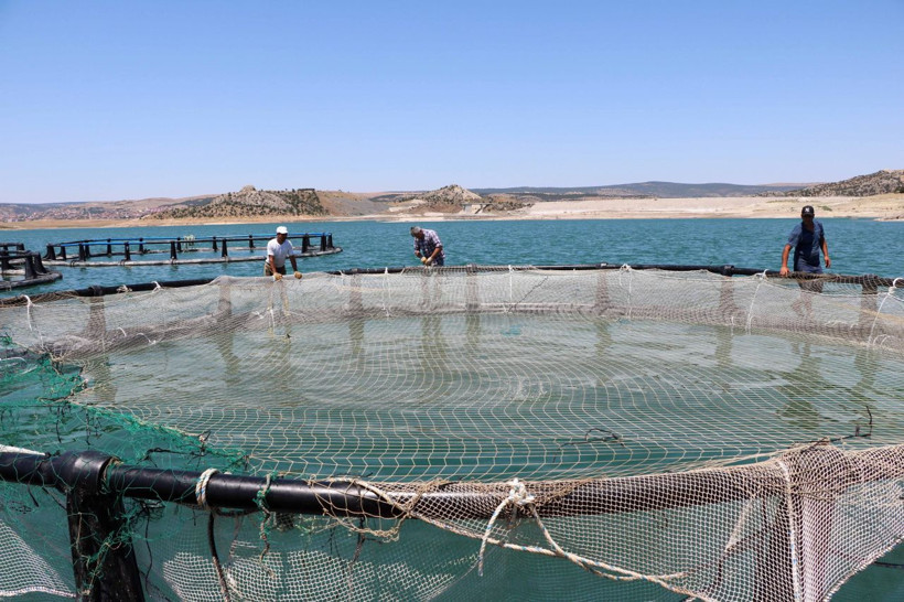 Denize kıyısı olmayan Yozgat’ta yıllık bin ton alabalık üretiliyor - Resim: 4