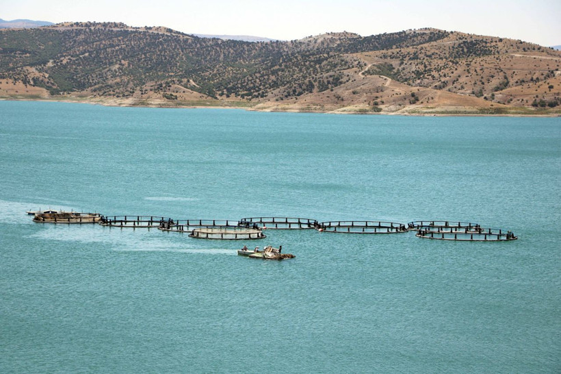 Denize kıyısı olmayan Yozgat’ta yıllık bin ton alabalık üretiliyor - Resim: 3