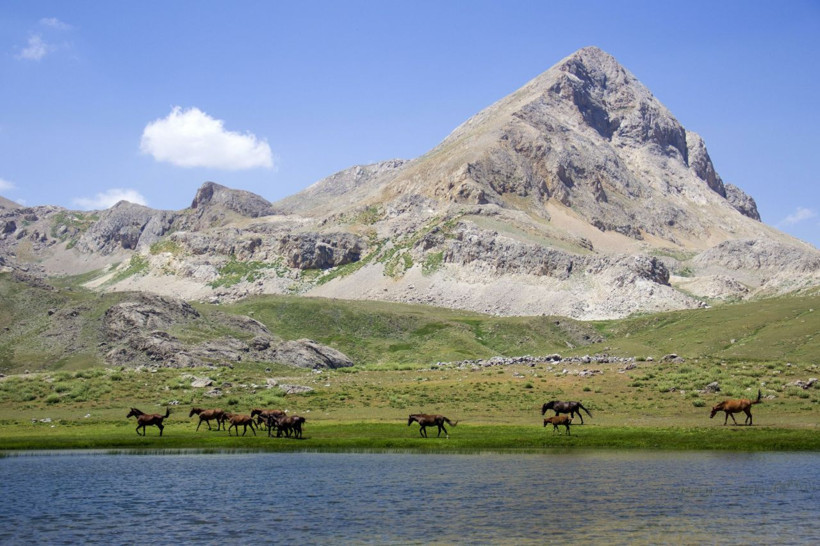Tunceli'de göçerlerin doğaya saldığı atlar yaylalara renk katıyor - Resim: 1