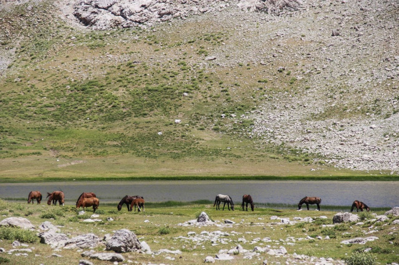 Tunceli'de göçerlerin doğaya saldığı atlar yaylalara renk katıyor - Resim: 3