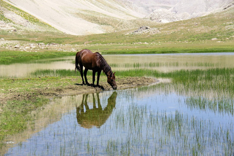 Tunceli'de göçerlerin doğaya saldığı atlar yaylalara renk katıyor - Resim: 4
