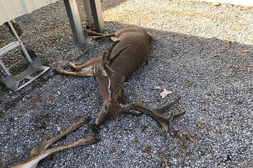 Sürü halinde geldiler sivrisinekler yüzlerce inek, at ve geyiği öldürdü - Resim: 3
