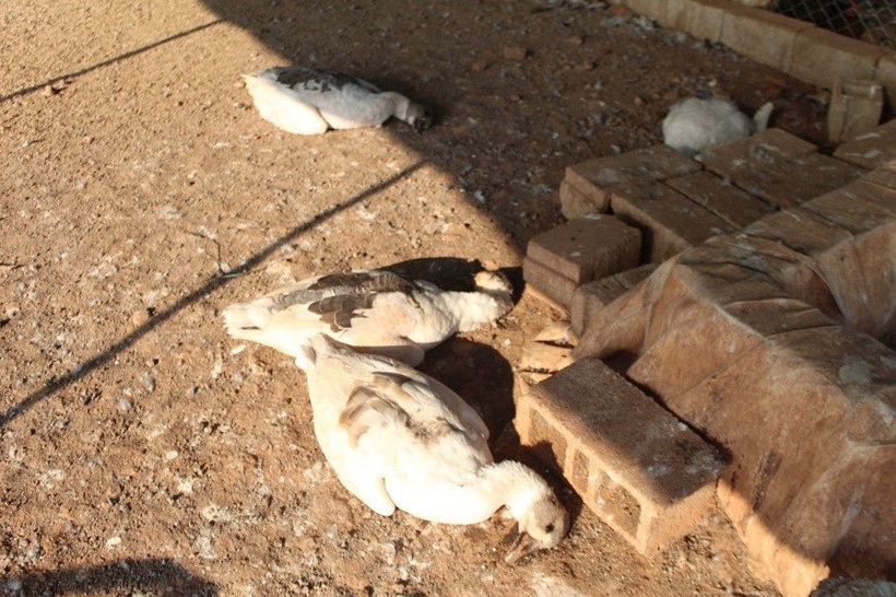 Antalya'da dehşet görüntüler! Hem sahtekarlık hem katliam - Resim: 1