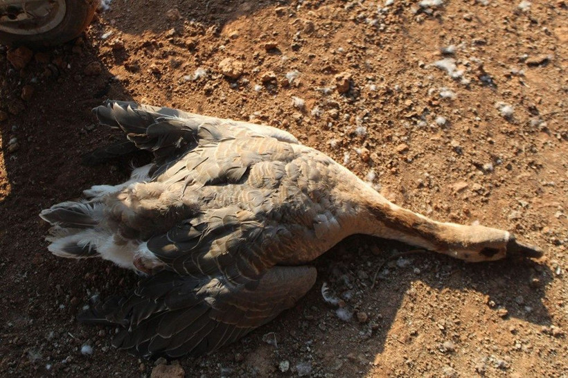 Antalya'da dehşet görüntüler! Hem sahtekarlık hem katliam - Resim: 4
