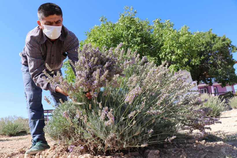 Denizli'de koronavirüs sonrası talep patladı! Gramı 2 liradan satılıyor - Resim: 1