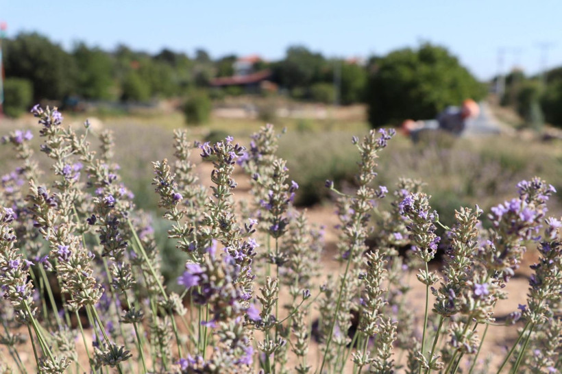 Denizli'de koronavirüs sonrası talep patladı! Gramı 2 liradan satılıyor - Resim: 2