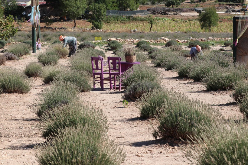 Denizli'de koronavirüs sonrası talep patladı! Gramı 2 liradan satılıyor - Resim: 3